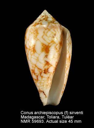 Conus archiepiscopus (f) sirventi.jpg - Conus archiepiscopus (f) sirventiFenaux,1943